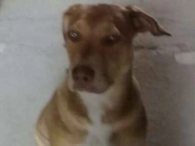 Cachorro ra a Mestiça de Pitbull idade 2 a 6 meses nome Zoe