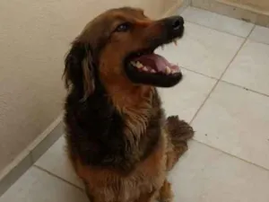 Cachorro raça Indefinida idade 3 anos nome Sorriso