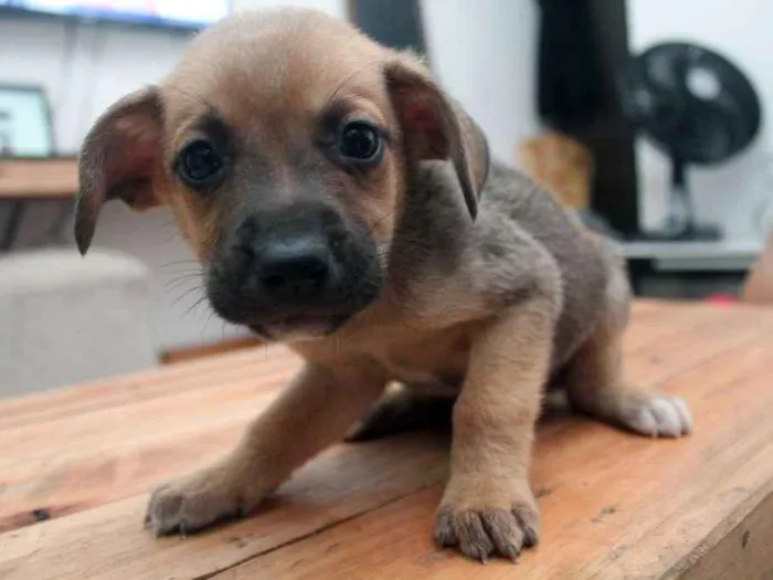 Cachorro ra a  idade  nome Bebê