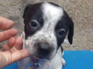 Cachorro raça  idade Abaixo de 2 meses nome Filhotes Sueli 