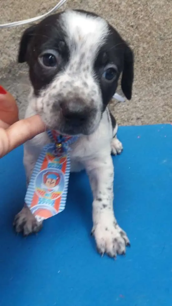 Cachorro ra a  idade Abaixo de 2 meses nome Filhotes Sueli 