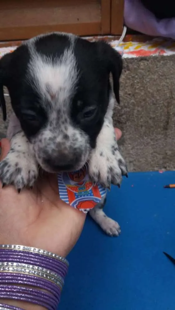 Cachorro ra a  idade Abaixo de 2 meses nome Filhotes Sueli 