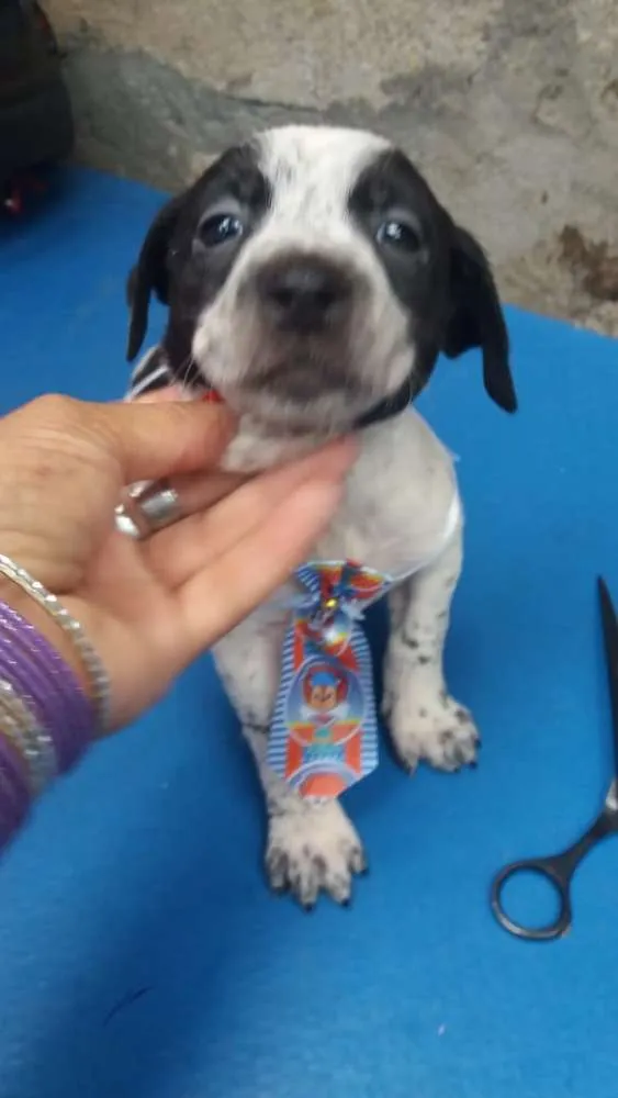 Cachorro ra a  idade Abaixo de 2 meses nome Filhotes Sueli 