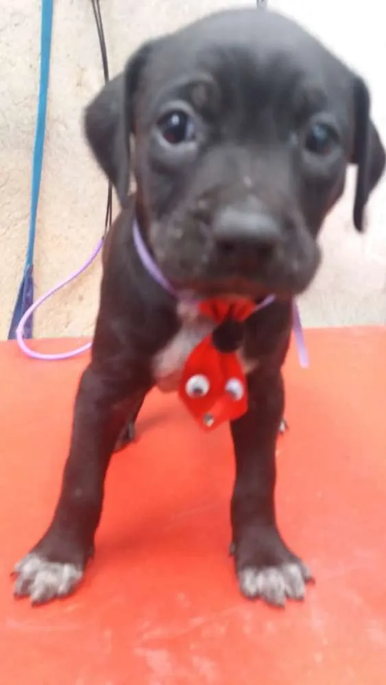 Cachorro ra a  idade Abaixo de 2 meses nome Filhotes Sueli 
