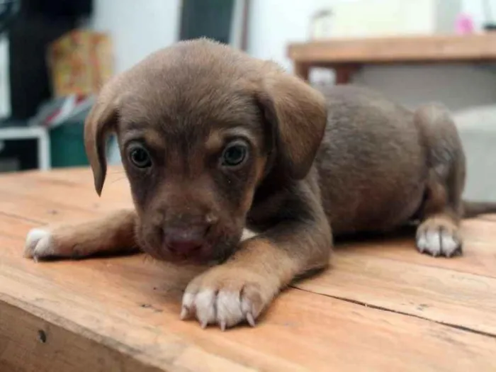 Cachorro ra a  idade  nome Menino