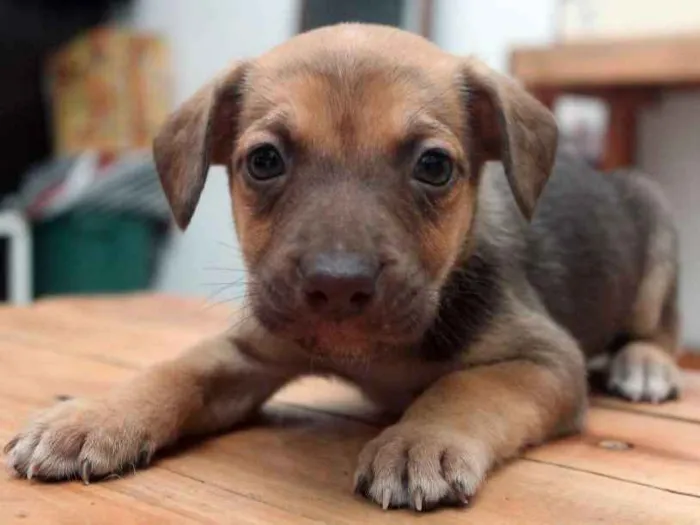 Cachorro ra a  idade  nome Menina