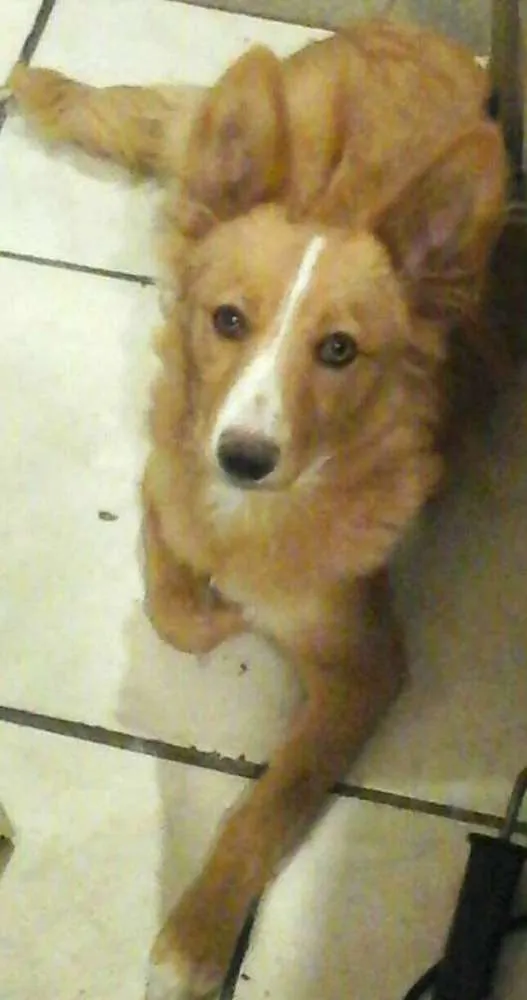 Cachorro ra a  idade 7 a 11 meses nome Linda 