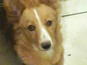Cachorro raça  idade 7 a 11 meses nome Linda 