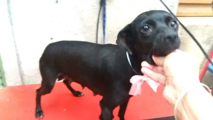Cachorro ra a Srd  idade 1 ano nome July