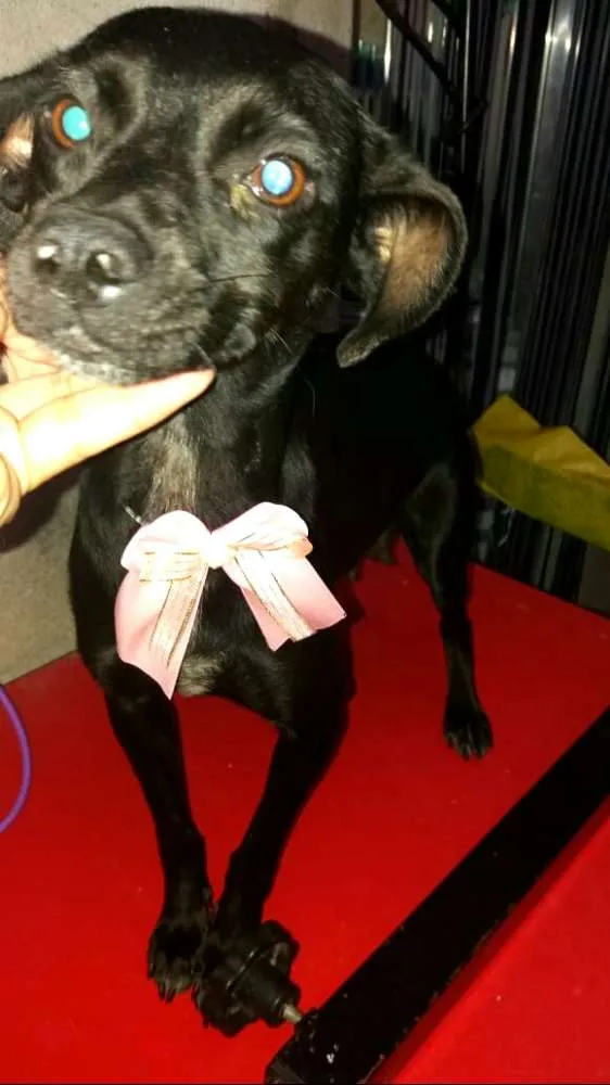 Cachorro ra a Srd  idade 1 ano nome July