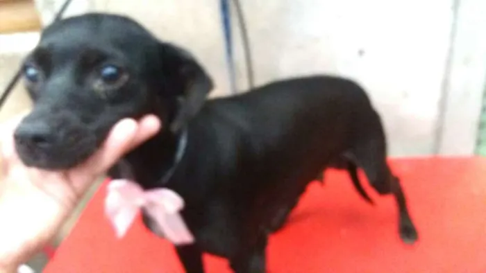 Cachorro ra a Srd  idade 1 ano nome July
