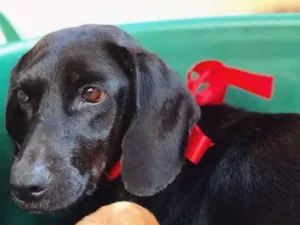 Cachorro raça SRD idade  nome Cacau