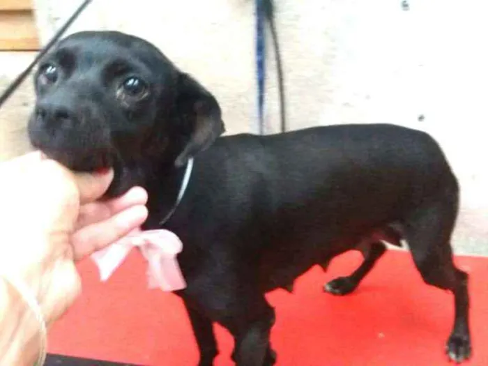 Cachorro ra a Srd  idade 1 ano nome July