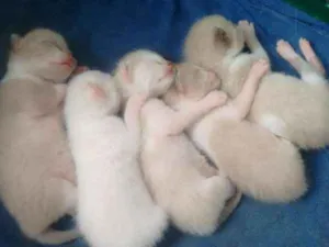 Gato raça vira-latas idade 2 a 6 meses nome sem nome