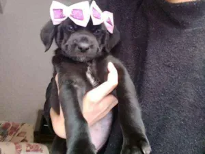 Cachorro raça vira lata idade Abaixo de 2 meses nome Nina 