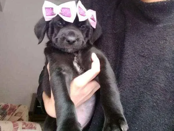 Cachorro ra a vira lata idade Abaixo de 2 meses nome Nina 