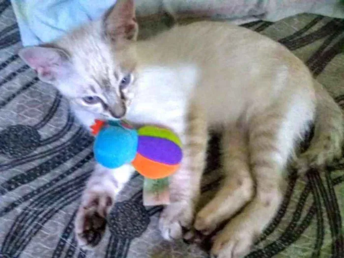 Gato ra a SRD idade 2 a 6 meses nome Irmãozinhos lindinho