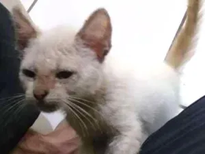 Gato raça Siamês idade 7 a 11 meses nome Bolinha