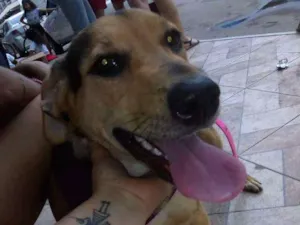 Cachorro raça Mestiça idade 7 a 11 meses nome Cookie