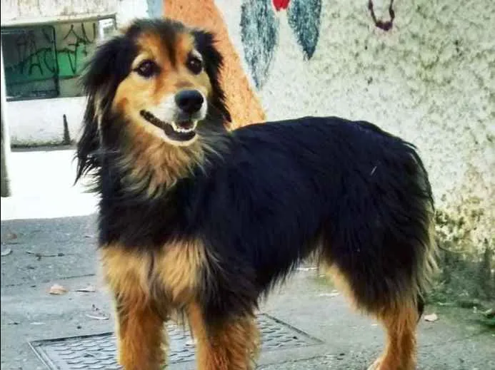 Cachorro ra a srd idade 3 anos nome bumer
