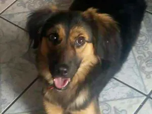 Cachorro raça Mistiça idade 7 a 11 meses nome Nayla