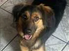 Cachorro raça Mistiça idade 7 a 11 meses nome Nayla