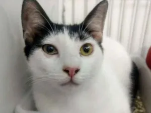 Gato raça SRD idade 7 a 11 meses nome KURT