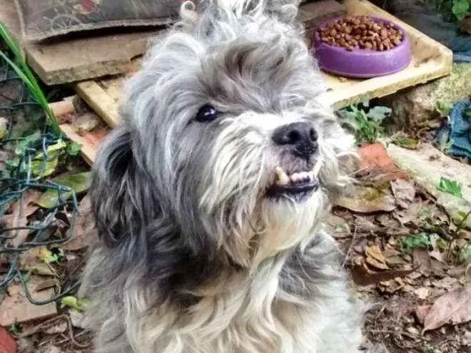 Cachorro raça SRD idade 4 anos nome apolo