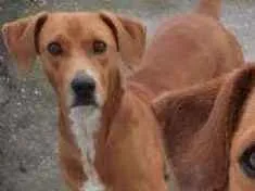 Cachorro raça Vira lata idade 3 anos nome Marrom