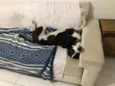 Oreo