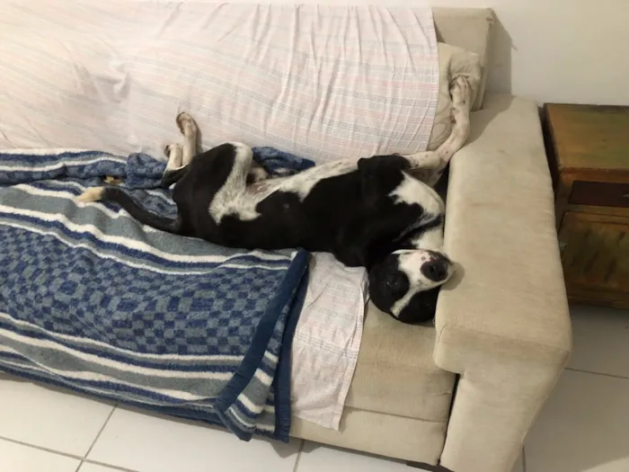Cachorro ra a Vira Lata idade 2 anos nome Oreo