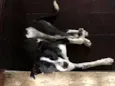 Oreo