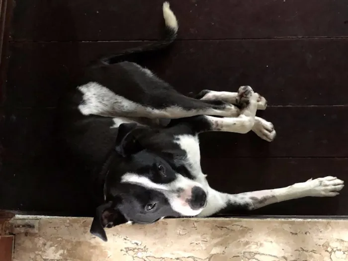 Cachorro ra a Vira Lata idade 2 anos nome Oreo