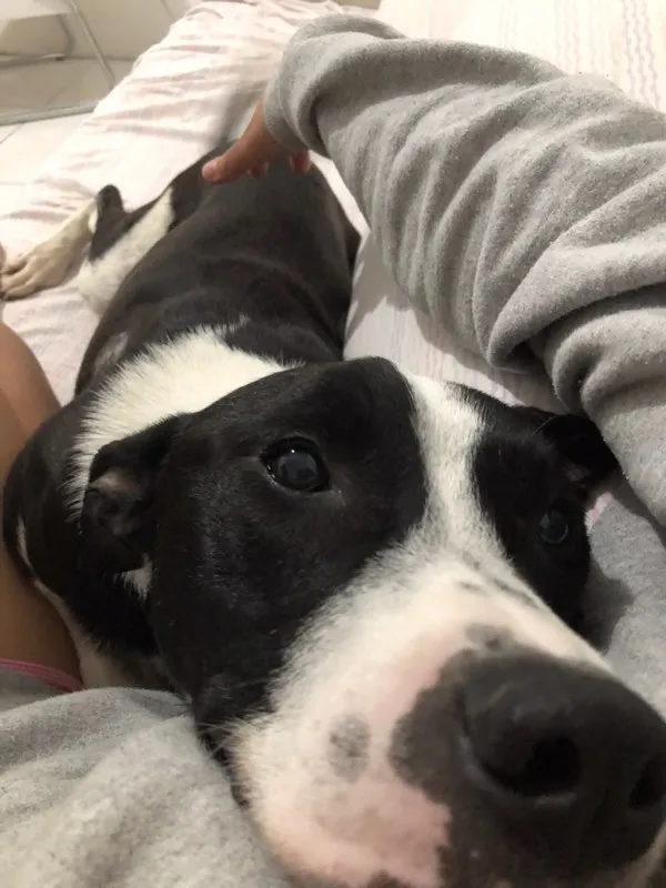 Cachorro ra a Vira Lata idade 2 anos nome Oreo