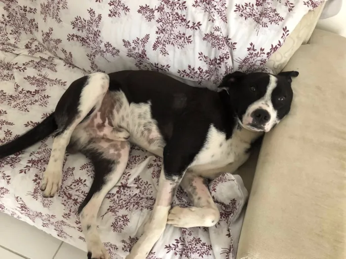 Cachorro ra a Vira Lata idade 2 anos nome Oreo