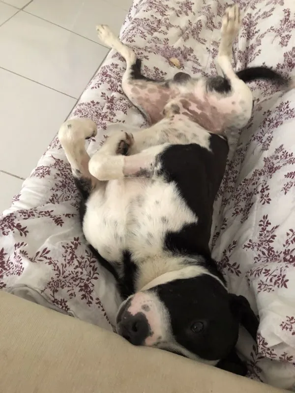 Cachorro ra a Vira Lata idade 2 anos nome Oreo