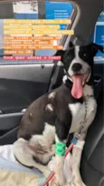 Oreo
