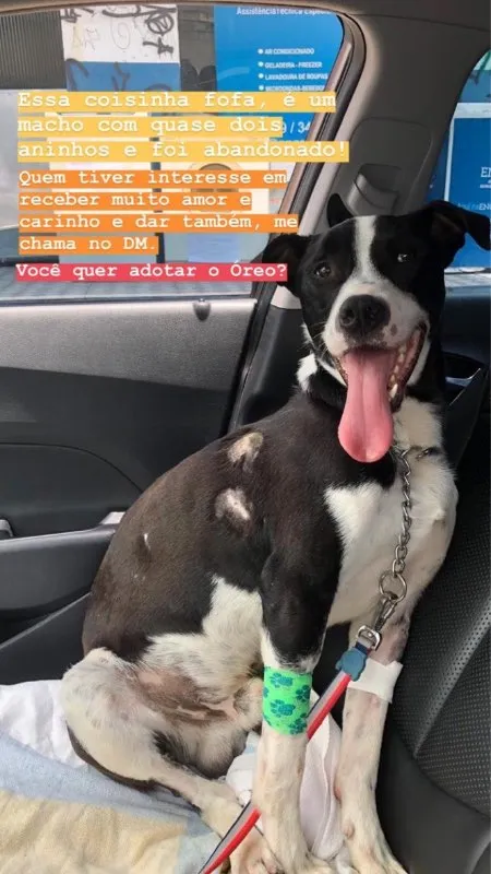 Cachorro ra a Vira Lata idade 2 anos nome Oreo