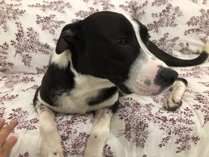 Cachorro ra a Vira Lata idade 2 anos nome Oreo