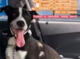 Oreo