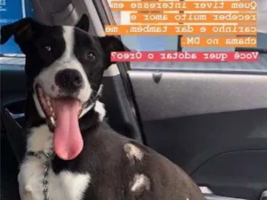 Cachorro raça Vira Lata idade 2 anos nome Oreo