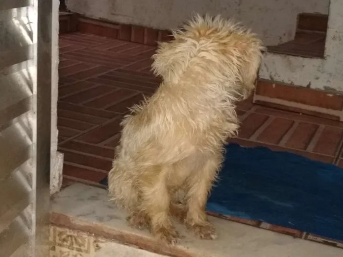 Cachorro ra a Srd idade 2 a 6 meses nome Tobby