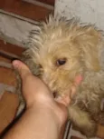 Tobby