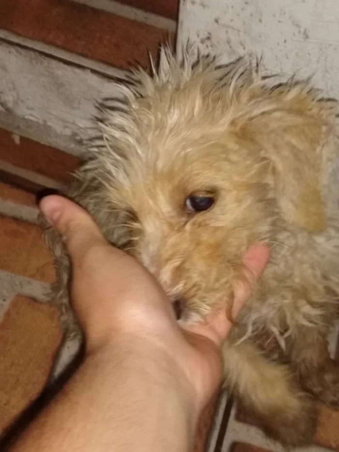 Cachorro ra a Srd idade 2 a 6 meses nome Tobby