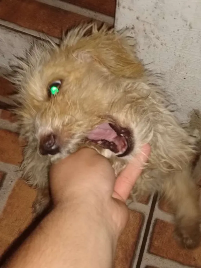 Cachorro ra a Srd idade 2 a 6 meses nome Tobby