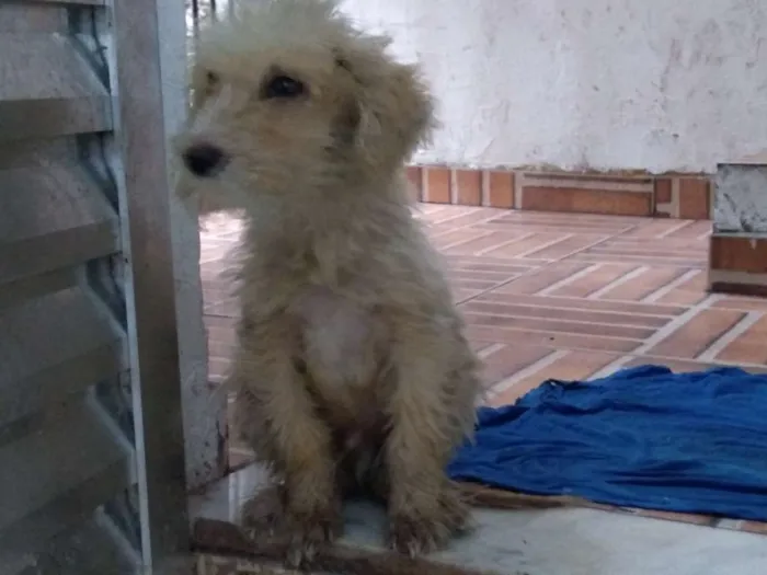 Cachorro ra a Srd idade 2 a 6 meses nome Tobby