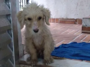 Cachorro raça Srd idade 2 a 6 meses nome Tobby
