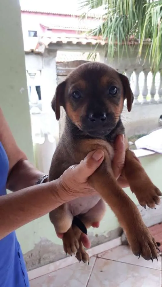 Cachorro ra a SRD idade 2 a 6 meses nome filhotes