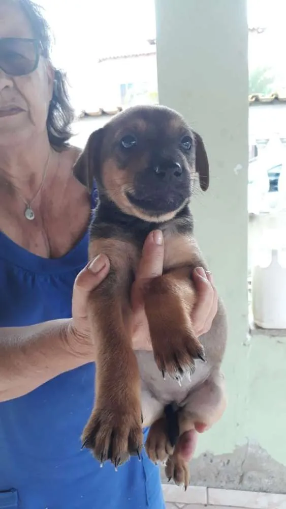 Cachorro ra a SRD idade 2 a 6 meses nome filhotes