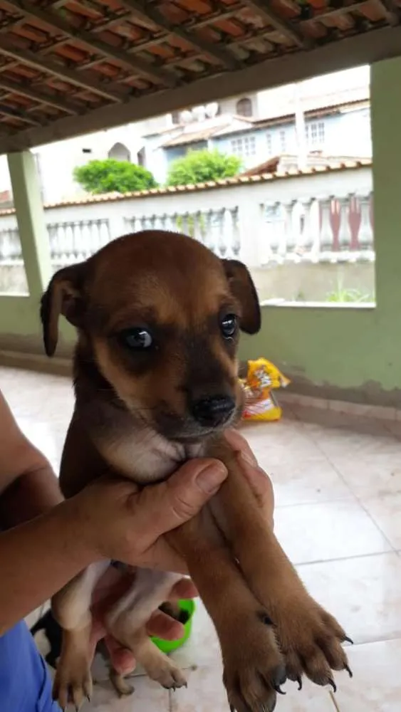 Cachorro ra a SRD idade 2 a 6 meses nome filhotes